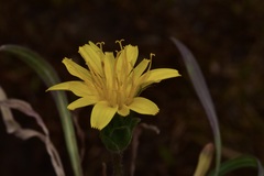 Agoseris glauca