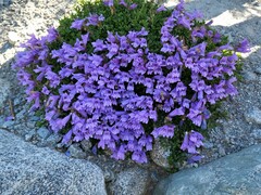 Penstemon davidsonii davidsonii