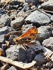 Hylephila fasciolata