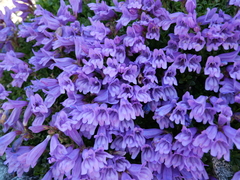 Penstemon davidsonii davidsonii