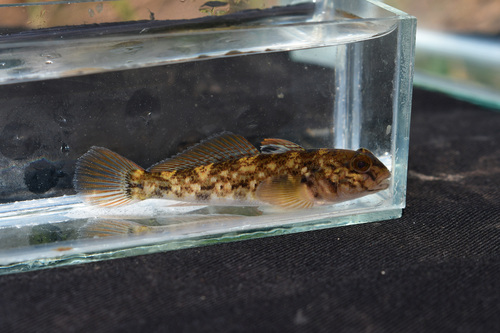 Round Goby, photo 6 of 7