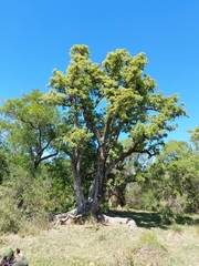 Phytolacca dioica