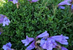 Penstemon davidsonii davidsonii
