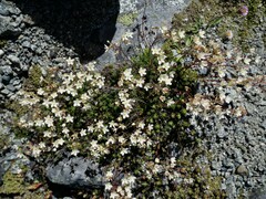 Saxifraga bronchialis