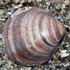 Glycymeris nummaria
