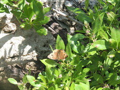 Junonia neildi