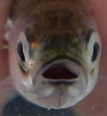 Notropis atherinoides