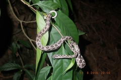 Boiga multomaculata