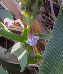 Scutellaria racemosa