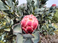 Protea grandiceps