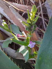 Scutellaria racemosa