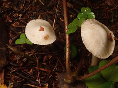 Inocybe geophylla