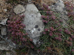 Thymus serpyllum