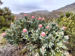 Protea grandiceps