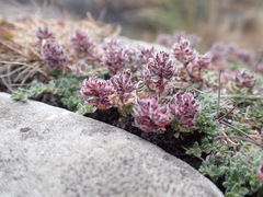 Thymus serpyllum
