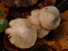 Inocybe geophylla