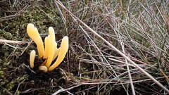 Clavaria argillacea