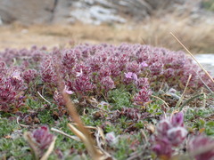 Thymus serpyllum