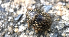 Orsilochides guttata