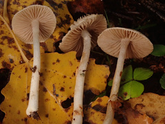 Inocybe geophylla
