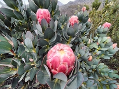 Protea grandiceps