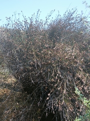 Willdenowia incurvata