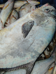 Trachinotus carolinus