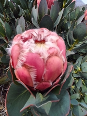 Protea grandiceps