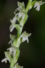 Platanthera ephemerantha