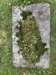 Fissidens taxifolius
