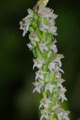 Platanthera ephemerantha
