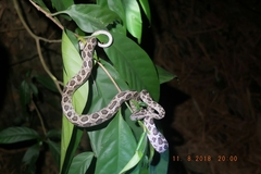 Boiga multomaculata