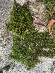 Fissidens taxifolius