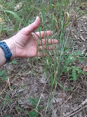 Sorghastrum elliottii