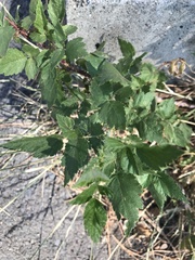 Rubus leucodermis
