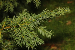 Taxus baccata
