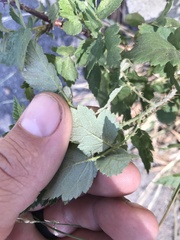 Rubus leucodermis