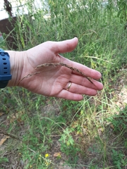 Sorghastrum elliottii