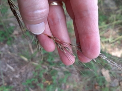 Sorghastrum elliottii