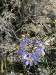 Cyanella hyacinthoides