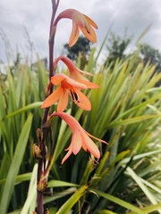 Watsonia meriana