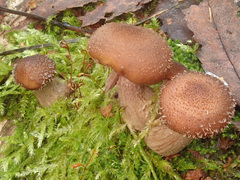 Armillaria cepistipes