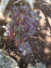 Alternanthera brasiliana