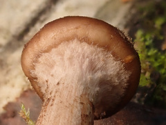 Armillaria cepistipes