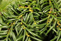 Taxus baccata