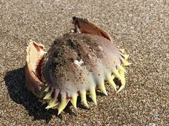 Calappa lophos