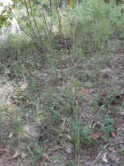 Sorghastrum elliottii