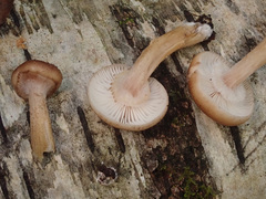 Armillaria cepistipes
