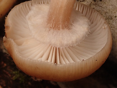 Armillaria cepistipes
