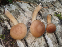 Armillaria cepistipes